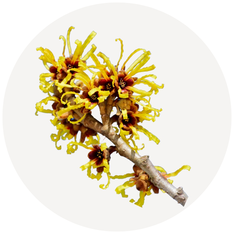 Hamamelis